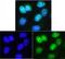 ADAM Metallopeptidase With Thrombospondin Type 1 Motif 7 antibody, orb10042, Biorbyt, Immunocytochemistry image 