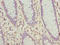 ZNT6 antibody, orb32142, Biorbyt, Immunohistochemistry paraffin image 