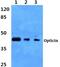 Opticin antibody, PA5-37262, Invitrogen Antibodies, Western Blot image 