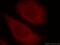 Zinc Finger CCCH-Type Containing 4 antibody, 20041-1-AP, Proteintech Group, Immunofluorescence image 