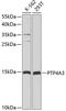 Protein Tyrosine Phosphatase 4A3 antibody, 18-441, ProSci, Western Blot image 