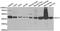 Aminoacylase 1 antibody, abx004854, Abbexa, Western Blot image 