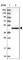 Carbohydrate Sulfotransferase 12 antibody, HPA041680, Atlas Antibodies, Western Blot image 