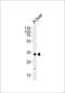 Glycerol-3-Phosphate Dehydrogenase 1 antibody, PA5-72524, Invitrogen Antibodies, Western Blot image 