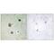 Cyclin Dependent Kinase 5 antibody, MBS9413726, MyBioSource, Immunohistochemistry frozen image 
