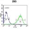 Inositol-Trisphosphate 3-Kinase B antibody, abx033925, Abbexa, Western Blot image 