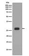 Prohibitin antibody, M01178, Boster Biological Technology, Western Blot image 
