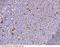 Cathepsin S antibody, 10487-T24, Sino Biological, Immunohistochemistry frozen image 