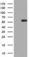 DNA Topoisomerase II Alpha antibody, LS-C336580, Lifespan Biosciences, Western Blot image 