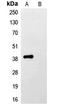 FLAG antibody, LS-C354866, Lifespan Biosciences, Western Blot image 