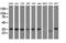 DNA excision repair protein ERCC-1 antibody, UM500011, Origene, Western Blot image 