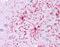 Glutamate dehydrogenase 1, mitochondrial antibody, NBP1-54961, Novus Biologicals, Immunohistochemistry paraffin image 