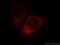 WD Repeat And SOCS Box Containing 1 antibody, 11666-1-AP, Proteintech Group, Immunofluorescence image 