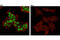 SV40 Large T Antigen antibody, 15729S, Cell Signaling Technology, Immunofluorescence image 