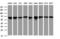 Heat Shock Protein Family D (Hsp60) Member 1 antibody, LS-C175467, Lifespan Biosciences, Western Blot image 