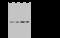 Mitochondrial Ribosomal Protein L19 antibody, 202097-T44, Sino Biological, Western Blot image 