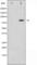 Ataxin 1 antibody, abx010424, Abbexa, Western Blot image 