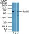 RAD17 Checkpoint Clamp Loader Component antibody, NBP2-27106, Novus Biologicals, Western Blot image 