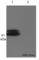 Heterogeneous Nuclear Ribonucleoprotein C (C1/C2) antibody, ab10294, Abcam, Western Blot image 