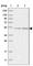 AsnRS antibody, HPA026793, Atlas Antibodies, Western Blot image 