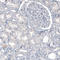 Tryptophan Hydroxylase 2 antibody, AMAb91108, Atlas Antibodies, Immunohistochemistry paraffin image 