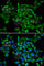 Protein Kinase C Alpha antibody, A0267, ABclonal Technology, Immunofluorescence image 