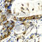 Synuclein Alpha antibody, A7215, ABclonal Technology, Immunohistochemistry paraffin image 
