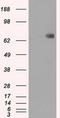 Cytochrome P450 Oxidoreductase antibody, LS-C784396, Lifespan Biosciences, Western Blot image 