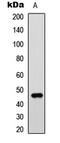 GATA Binding Protein 3 antibody, MBS8204267, MyBioSource, Western Blot image 