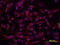 DS Cell Adhesion Molecule antibody, AF3666, R&D Systems, Immunofluorescence image 