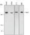 Talin 1 antibody, AF5456, R&D Systems, Western Blot image 