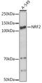 Nuclear Factor, Erythroid 2 Like 2 antibody, GTX55732, GeneTex, Western Blot image 