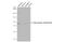 Ribosomal Protein S6 Kinase A2 antibody, GTX133480, GeneTex, Western Blot image 