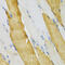 Parvalbumin antibody, 18-815, ProSci, Immunohistochemistry paraffin image 