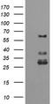 Tripartite Motif Containing 45 antibody, LS-C174571, Lifespan Biosciences, Western Blot image 