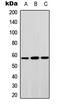 Signal Transducing Adaptor Molecule 2 antibody, LS-C368522, Lifespan Biosciences, Western Blot image 