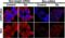 BCL2 Like 11 antibody, 2414, QED Bioscience, Immunofluorescence image 