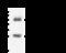 Ubiquitin Conjugating Enzyme E2 S antibody, GTX02251, GeneTex, Immunoprecipitation image 