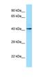 Calsequestrin 1 antibody, orb326494, Biorbyt, Western Blot image 