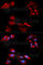 GDNF Family Receptor Alpha 1 antibody, A5373, ABclonal Technology, Immunofluorescence image 
