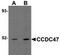 Coiled-Coil Domain Containing 47 antibody, TA306883, Origene, Western Blot image 