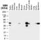 TNFRSF1A Associated Via Death Domain antibody, NB100-56169, Novus Biologicals, Western Blot image 