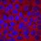 Histone Deacetylase 4 antibody, AF6205, R&D Systems, Immunofluorescence image 