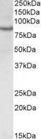 CREB Regulated Transcription Coactivator 2 antibody, TA311606, Origene, Western Blot image 