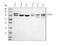 Catenin Delta 1 antibody, M02333-2, Boster Biological Technology, Western Blot image 