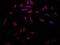 Serpin Family H Member 1 antibody, NBP2-22400, Novus Biologicals, Immunofluorescence image 