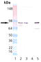 Heat Shock Protein 90 Alpha Family Class B Member 1 antibody, ADI-SPA-844-200, Enzo Life Sciences, Western Blot image 