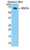 Creatine Kinase, M-Type antibody, LS-C298295, Lifespan Biosciences, Western Blot image 