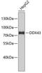 DEAD-Box Helicase 43 antibody, 23-825, ProSci, Western Blot image 