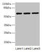 MIER Family Member 2 antibody, CSB-PA818692LA01HU, Cusabio, Western Blot image 